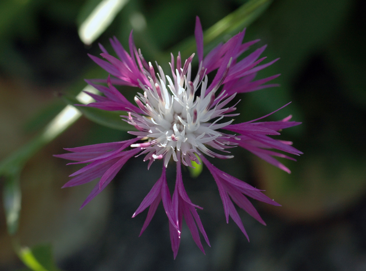 Centaurea napifolia - Acanthus mollis - Arum sp.